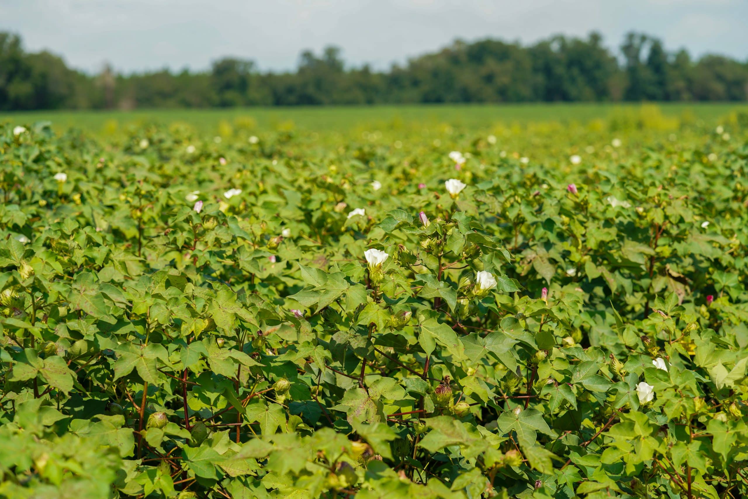 Georgia 4R Nutrient Stewardship Case Study