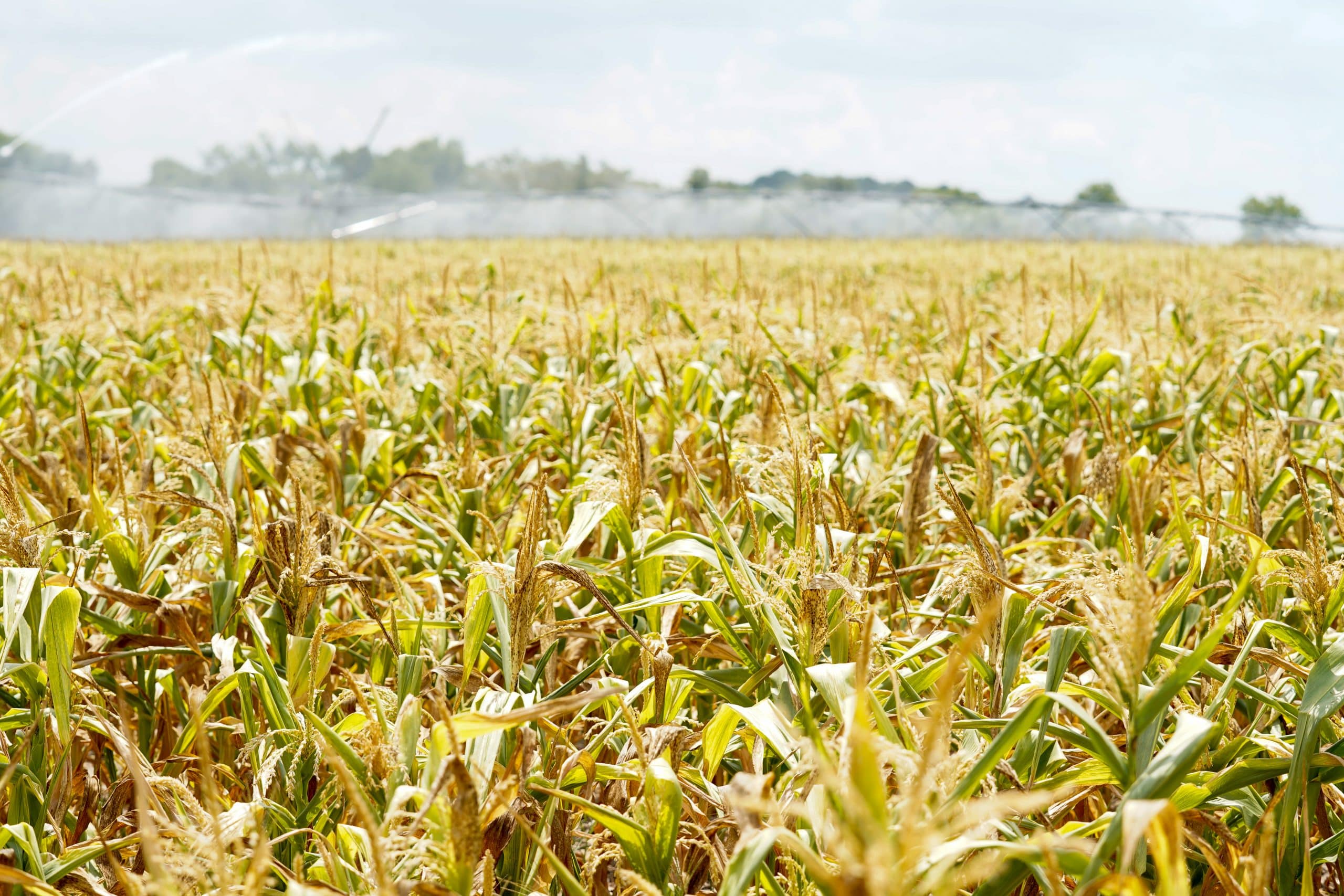 Delaware 4R Nutrient Stewardship Case Study