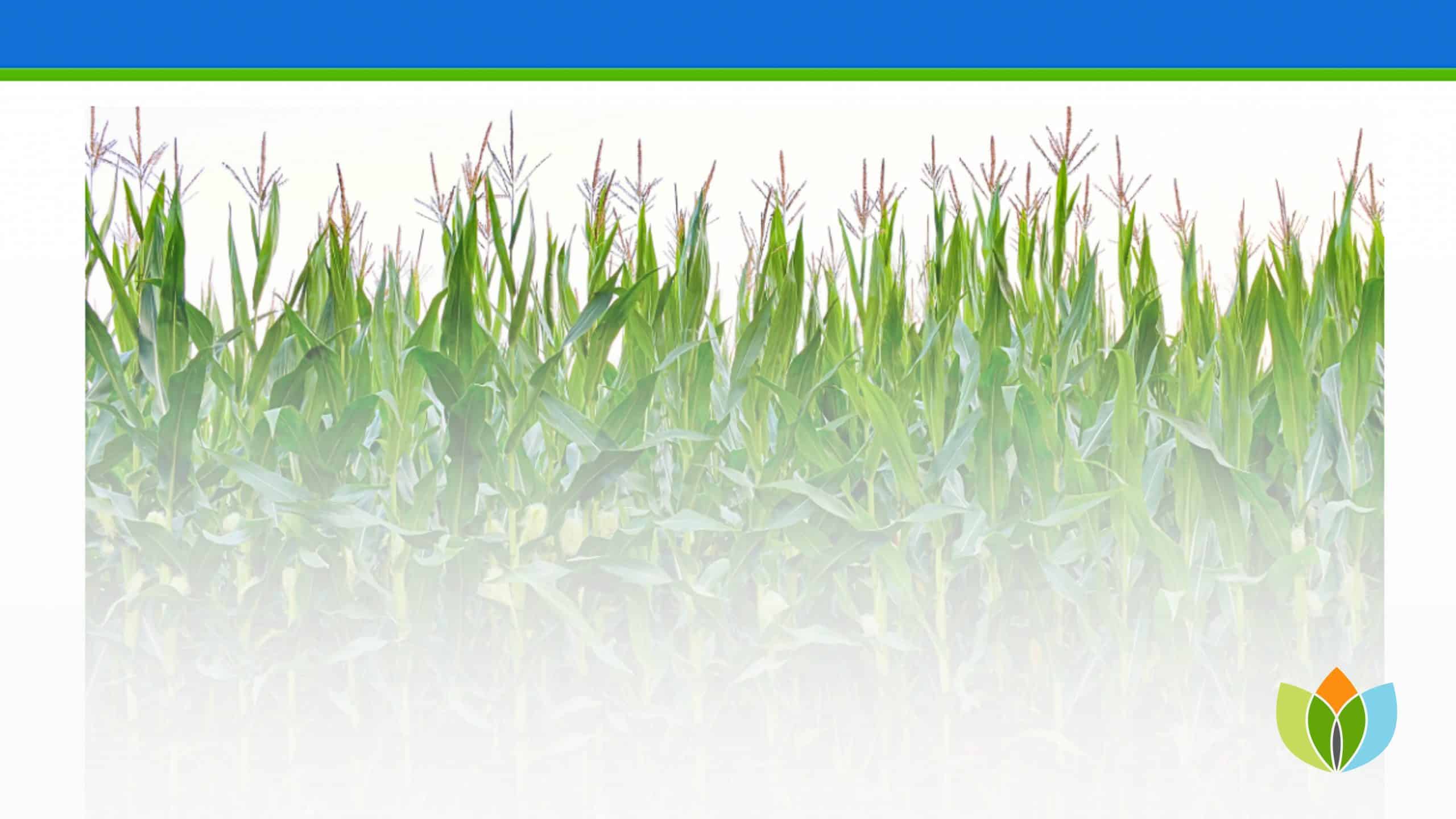 Phosphorus Use in High Yield Cropping Systems