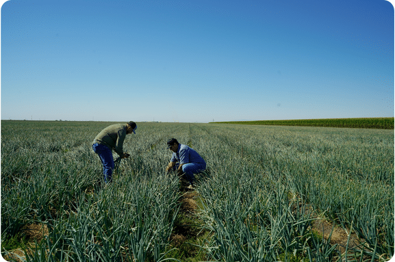TFI Welcomes Reinstatement of USDA Crop Inputs Economist